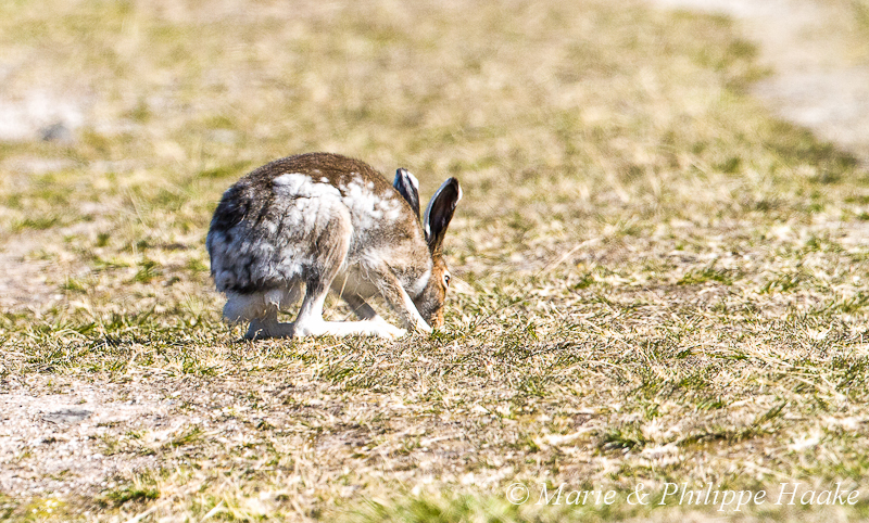 Lievre variable 7425.jpg - Lièvre variable, Lepus timidus (Vadsoya, Norvège, juin 2012)